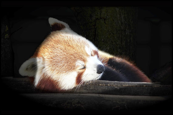 Breathe, Red panda