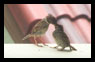 feeding