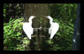 two birds
