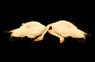 Together, twee zwanen